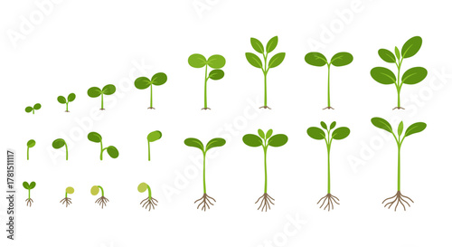 Sprout Growth Stages Seed to Plant Progression