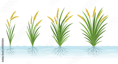 Plant Life Cycle Illustration of Growing Plant from Seed to Full Bloom