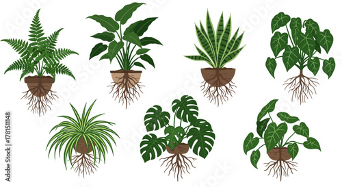 Collection of Various Houseplants with Visible Roots on a White Background