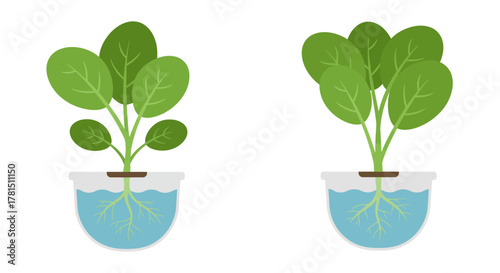 Hydroponic Greens Cultivating Freshness with Modern Simplicity