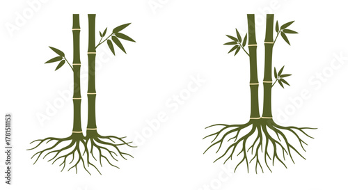 Bamboo Shoots A Pair of Vector Illustrations Featuring Detailed Roots and Green Leaves