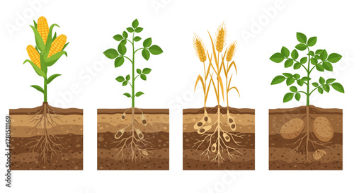 Diverse Crop Growth Stages Corn, Potato, and Wheat Illustrations