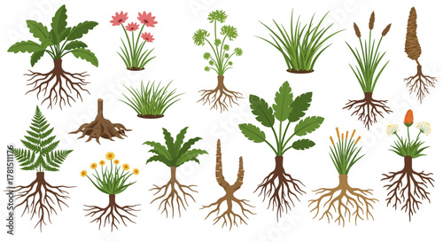 Diverse Plant Life Vector Set of Botanical Illustrations with Root Systems