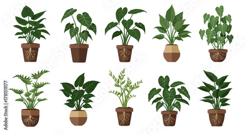 Potted Plants Collection Diverse Indoor Greenery for Home Decor & Garden Enthusiasts