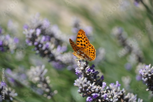 Plakat Argynnis Paphia