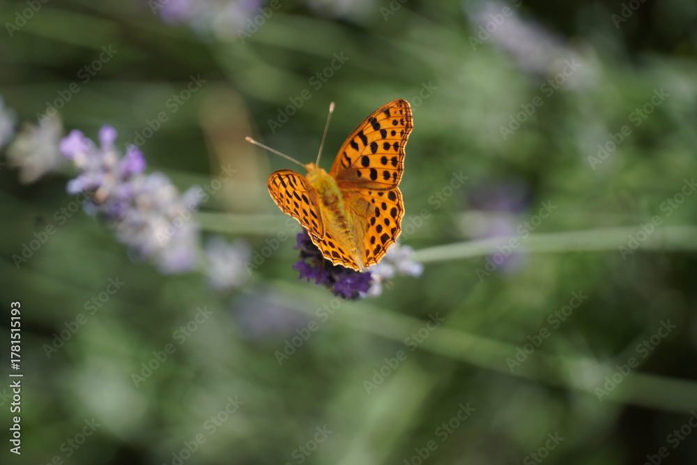 Obraz premium Argynnis Paphia