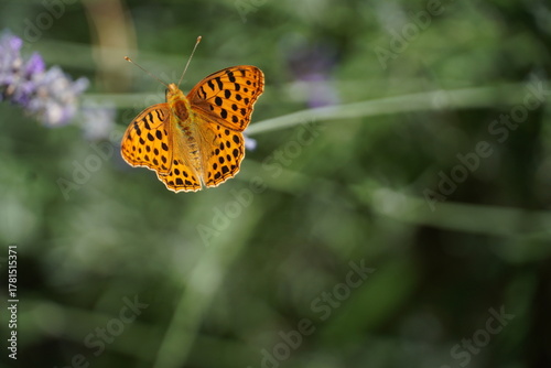 Plakat Argynnis Paphia
