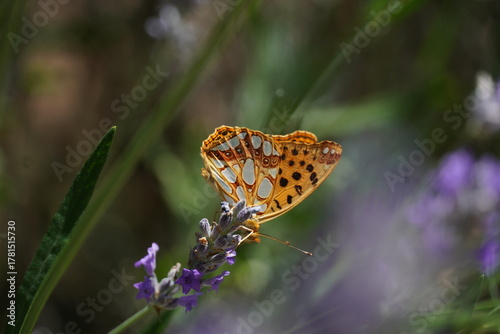Plakat Argynnis Paphia