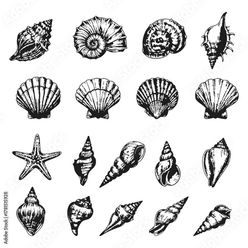 Detailed black and white seashell and starfish collection in engraved sketch style. Ideal for marine design, educational use, coastal decor, packaging, and nature-themed creative projects.