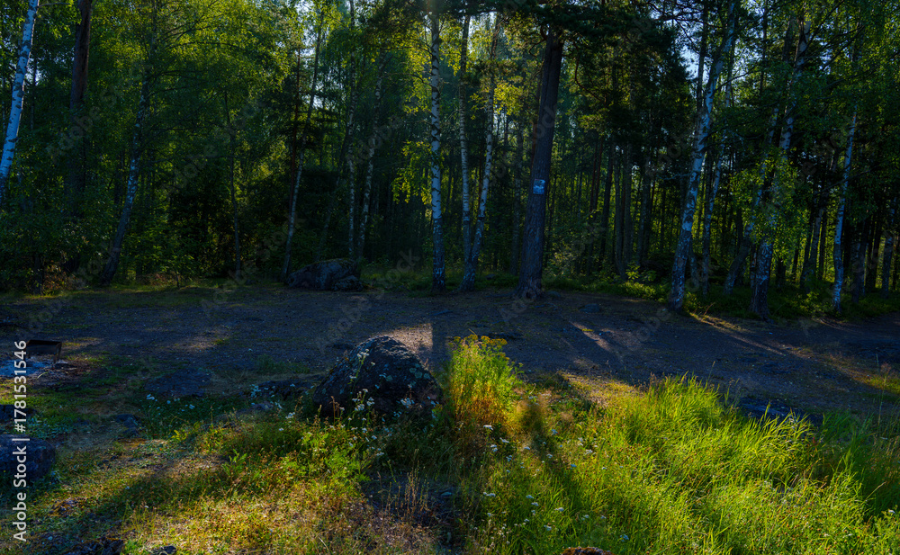 Obraz premium Sunlight filtering through summer forest with rocks and tall grass