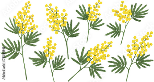 Mimosa flower set, botanical illustration, yellow blossoms, green leaves, floral sprigs, nature vector, spring design, elegant plant clipart