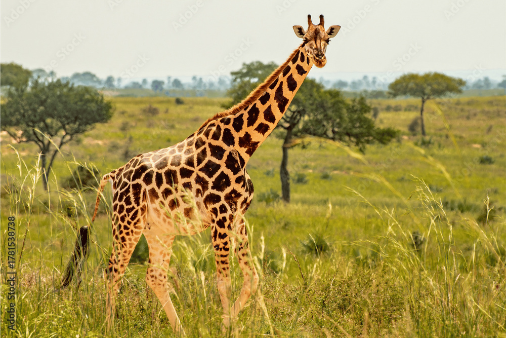 Obraz premium Majestic giraffe walks gracefully through a sun-drenched savanna landscape with scattered trees.
