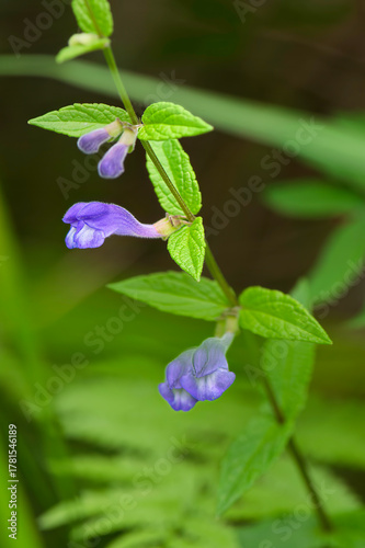 closeup of a skullcap wildflower