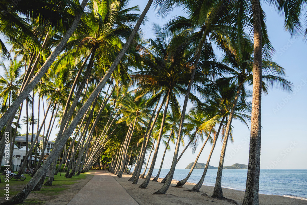 Obraz premium Walking path in between palm trees at Palm Cove, a secluded coastal village north of Cairns in Tropical North Queensland, Australia