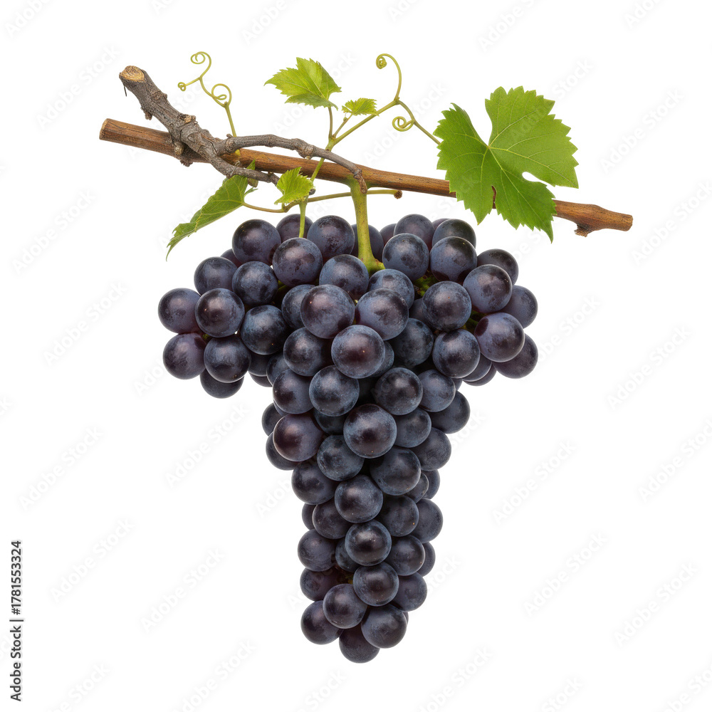 Fototapeta premium A Vibrant Still Life of Dark Grapes Hanging from a Vine, Perfect for Food and Beverage Concepts