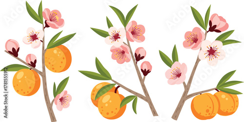 Fruit branches with blossoms and leaves, peach or apricot style, nature elements, intersect label, flat vector illustration, cartoon clipart set