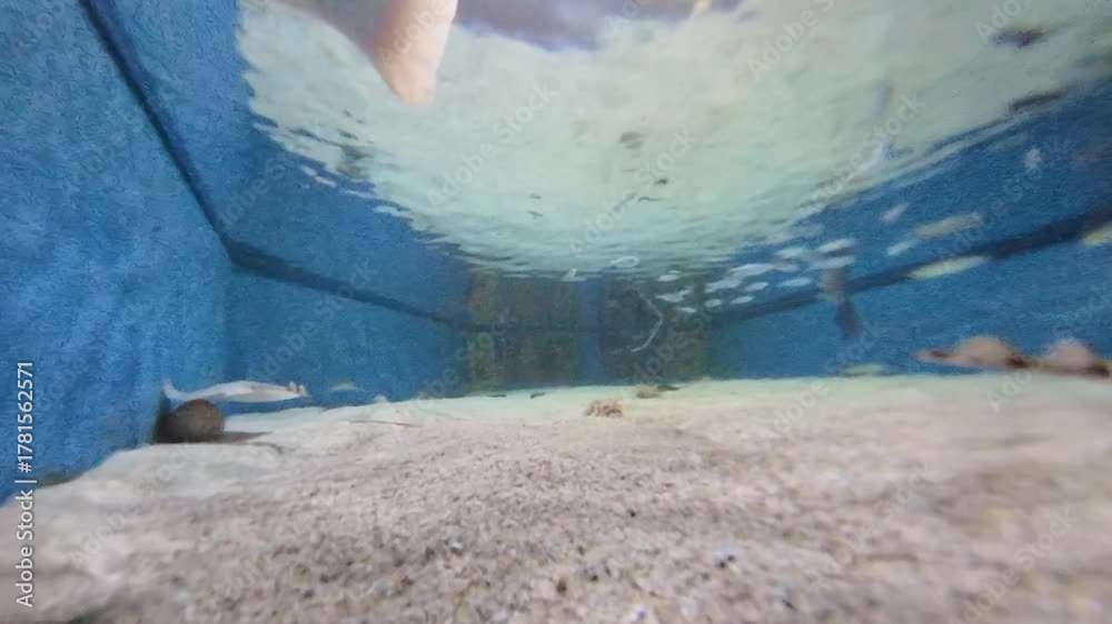 custom made wallpaper toronto digitalVariety of marine life, including small fish of Adriatic Sea, crustaceans, and rays, inhabiting the sandy seabed and blue waters of an underwater environment, showcasing biodiversity