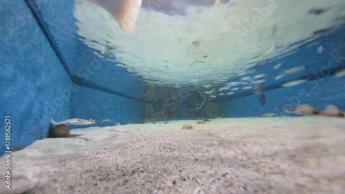 Wallpaper Mural Variety of marine life, including small fish of Adriatic Sea, crustaceans, and rays, inhabiting the sandy seabed and blue waters of an underwater environment, showcasing biodiversity Torontodigital.ca