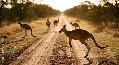 Kangaroos crossing a dirt road in the Australian outback.