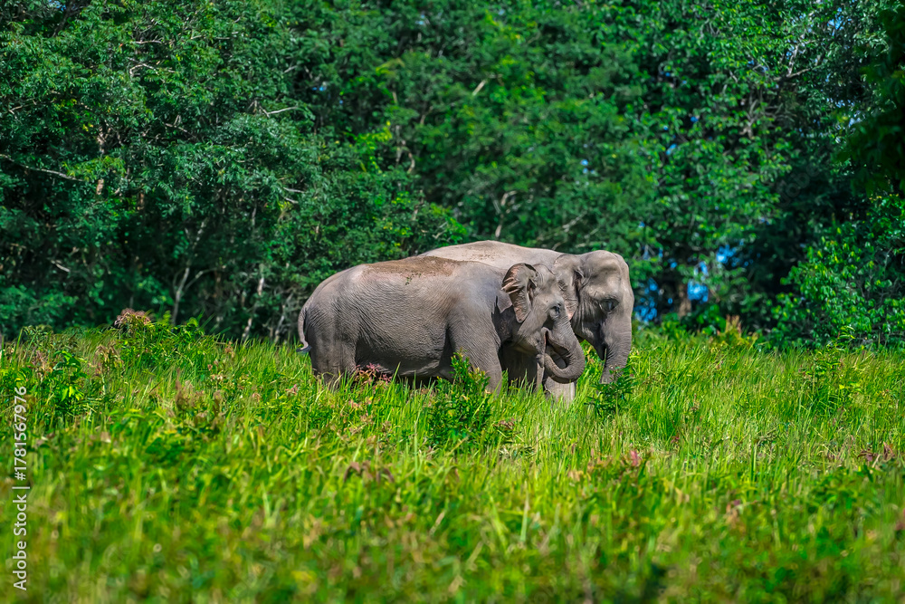 Obraz premium Its body is gray, its snout is called the trunk. The trunk of the Asian elephant has only one beak. Nakhon Ratchasima, Thailand.