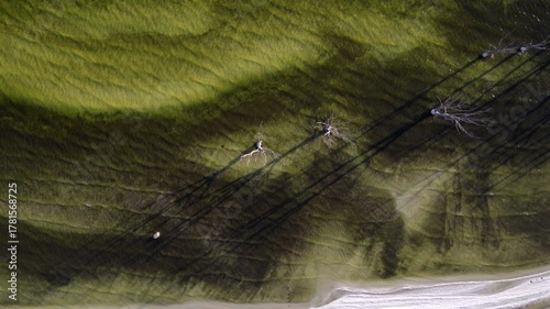 Aerial top-down view of a green lake with dead trees and polluted water texture, symbol of environmental contamination.