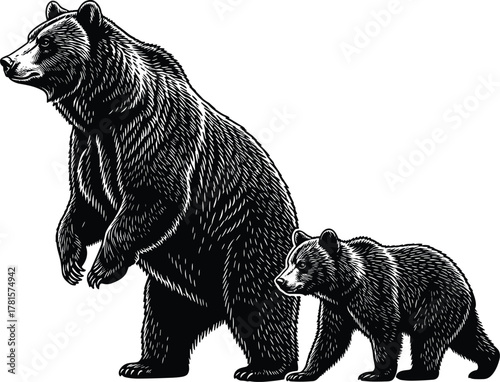 Bear, cub, silhouette, vector, wildlife, animal, forest, standing, walking, black, white, nature, fur, mammal, protection, alert, parent, child, illustration, design