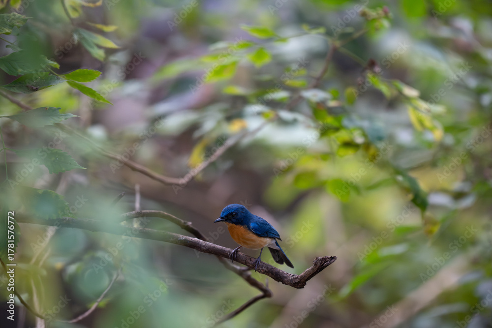 Fototapeta premium A vibrant Tickells blue flycatcher perches on a weathered branch in a lush, natural forest environment. The background is soft and blurred.