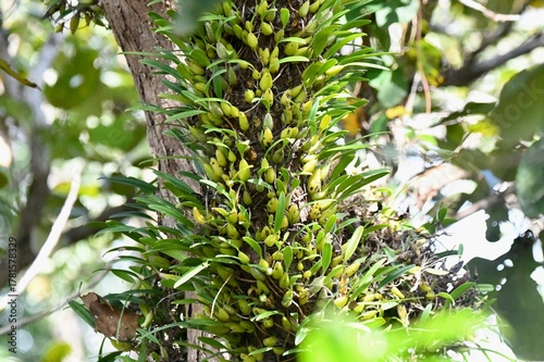 orchid on tree