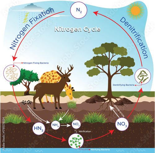 Nitrogen Cycle Illustration Showing Ecosystem Process