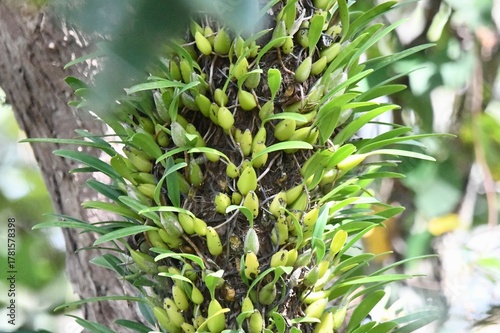 orchid on tree