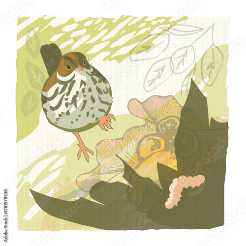 Vector illustration of an ovenbird (Seiurus aurocapilla) looking for a caterpillar in the leaf litter. I love these cute little warblers that walk on the forest floor. 
