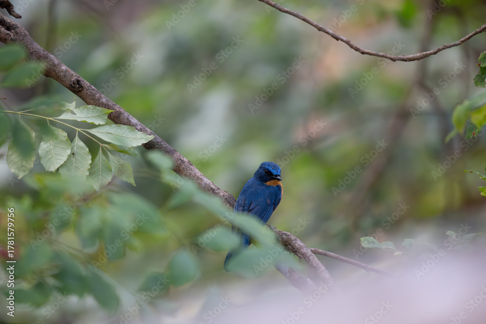 Obraz premium A vibrant Tickells blue flycatcher perches on a weathered branch in a lush, natural forest environment. The background is soft and blurred.