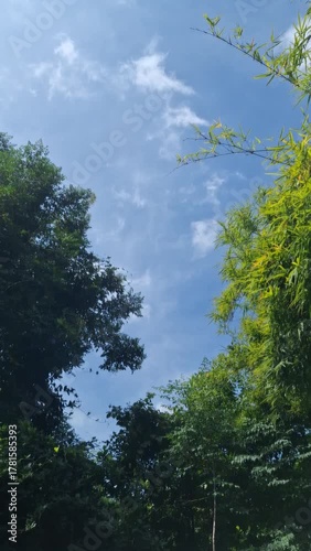 Peaceful view of blue sky through lush green tropical forest trees