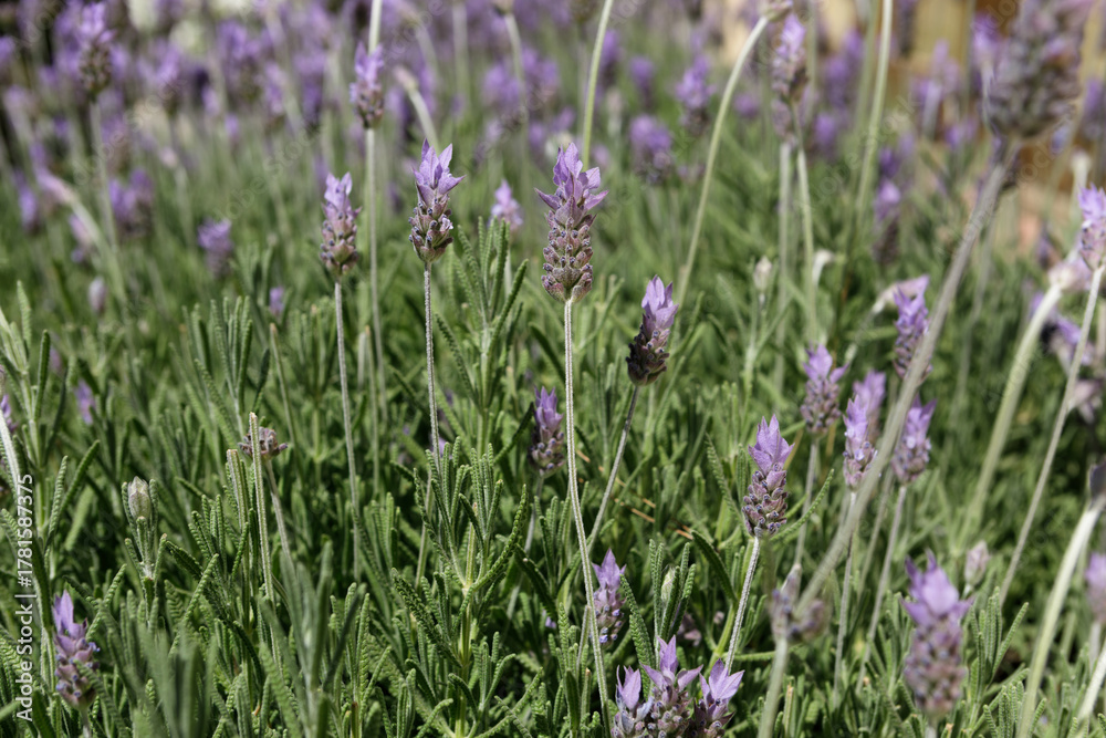 Fototapeta premium background with lavender plants