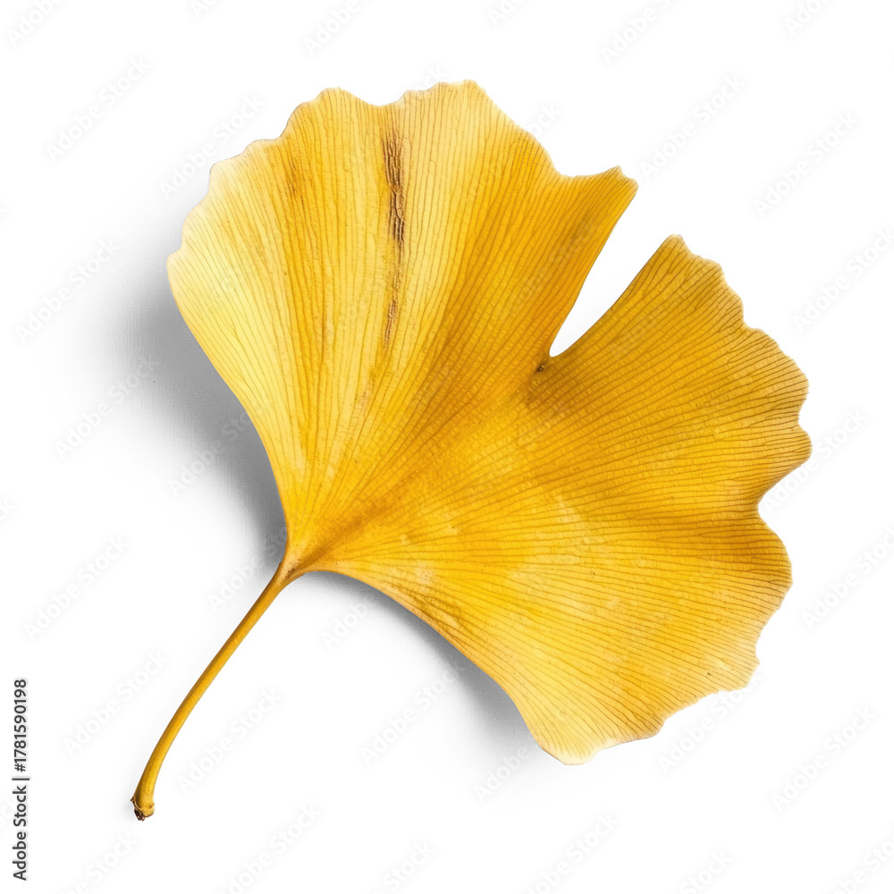 Naklejka premium Ginkgo leaf on a white background.