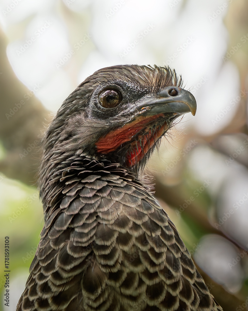 Fototapeta premium Colombian Chachalaca close-up portrait in natural light – Ortalis columbiana, endemic bird of Colombia