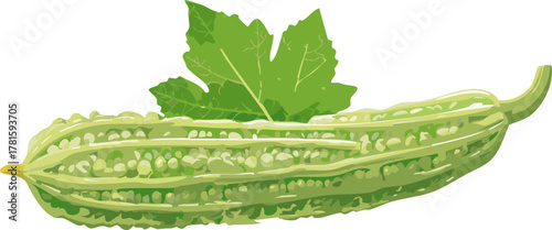 Botanical bitter gourd vector encouraging youth to appreciate healthy vegetables, plant anatomy, and natural growth patterns.

