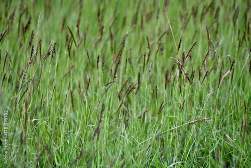 green grass background