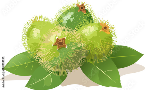 Leafy rambutan drawing promoting environmental appreciation, plant care basics, and curiosity about tropical agriculture and community gardens.
