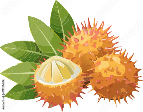 Detailed rambutan with opened section, supporting teachers introducing morphology, vocabulary building, and sketch‑to‑label practice in biology units.

