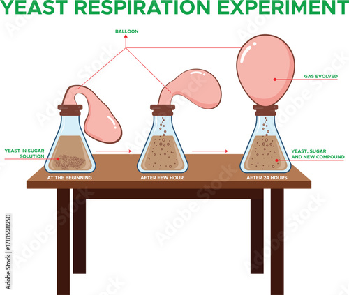 Yeast Respiration Experiment Illustration Showing Sugar Fermentation and Carbon Dioxide Production