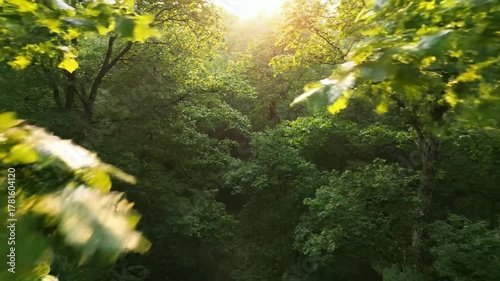 Overhead drone shot slowly descending into a dense green forest canopy illuminated by soft morning light wilderness, tranquil, natural beauty
