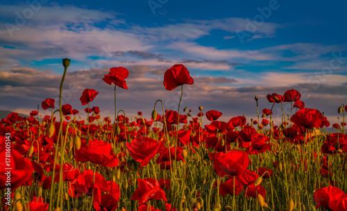 Anzac day banner. Remember for Anzac, Historic war memory. Anzac background. Poppy field, Remembrance day, Memorial in New Zealand, Australia, Canada and Great Britain. Red poppies.
