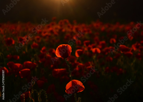 Dramatic Poppy flowers field. Anzac background. Poppy field, Remembrance day, Memorial in New Zealand, Australia, Canada and Great Britain. Red poppies.