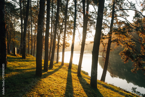 Pine tree camping area by the river with morning light