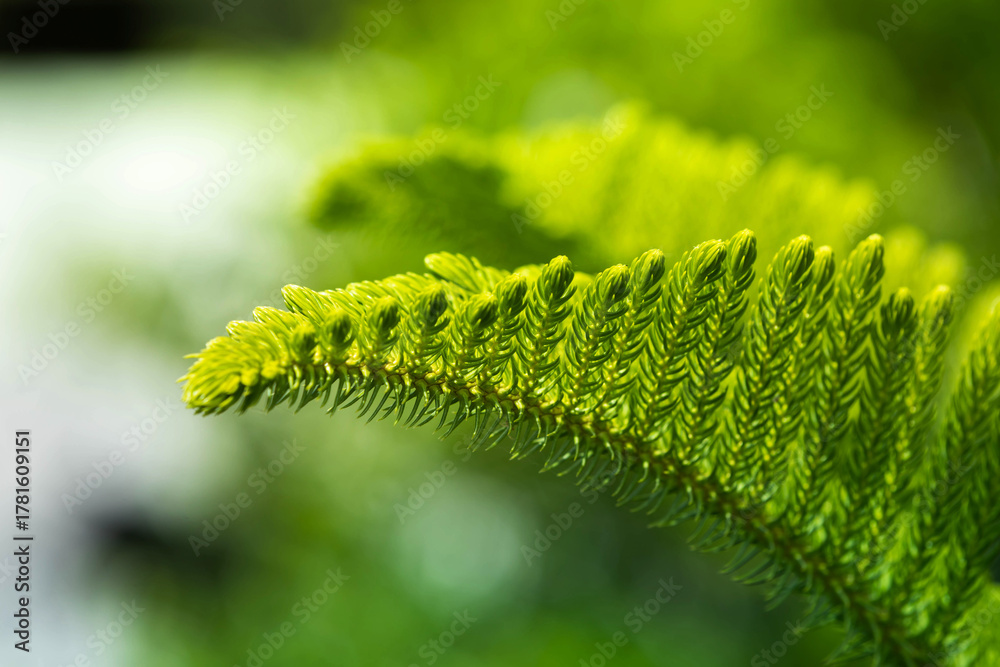 Naklejka premium Close-up of a vibrant green fern frond with perfectly symmetrical leaflets. This fresh botanical image evokes renewal and tranquility, making it ideal for New Year and Christmas-themed designs