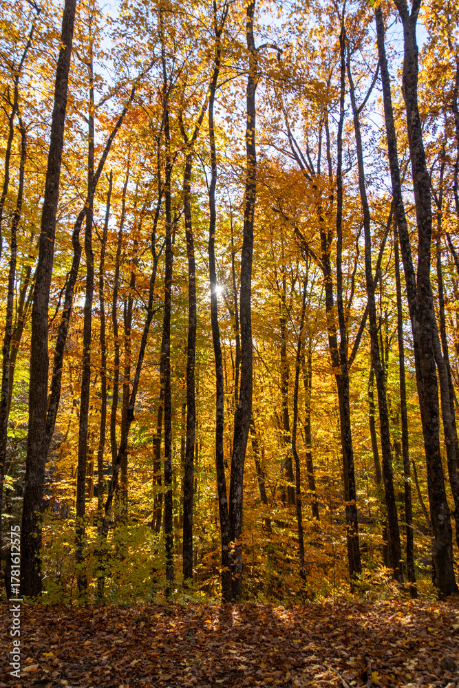 Obraz premium Autumn forest trees, golden leaves on tall trunks, sunlight streaming through vibrant canopy.