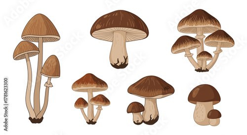 Assortment of illustrated brown mushrooms with varying cap shapes and stem heights, isolated on white background.