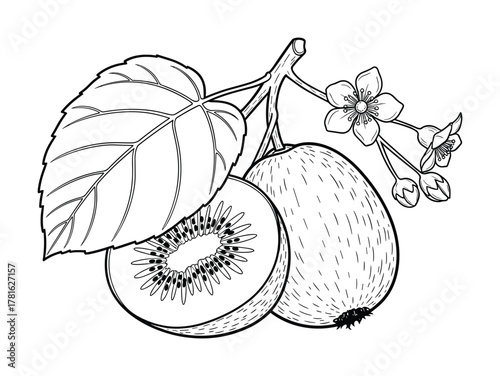 Black and white line art drawing of kiwi fruit with leaves and flowers on a branch