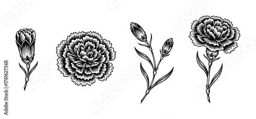 Carnation flower set vector illustration isolated on white background, floral elements in engraving style